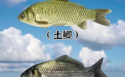 哪种鲫鱼品种长得最快？