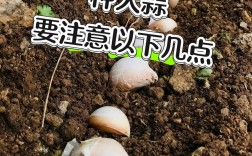 夏季蒜苗怎么种？视频教你关键技巧！