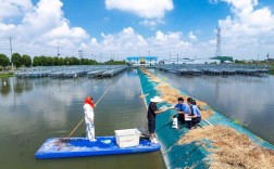 大闸蟹养殖技术有哪些关键要点？