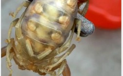 蝎子养殖技术成熟，国际市场如何？