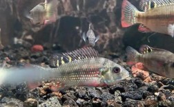 罗飞鱼鱼缸养殖技术要点有哪些？