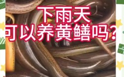 黄鳝高效养殖有哪些关键技术？