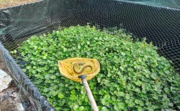 怎样室内养黄鳝养殖技术