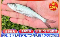 翘嘴红鲌养殖技术有哪些要点？