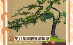 小叶紫檀室内养殖难不难？