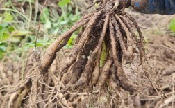 中草药种植技术具体指哪些方法？