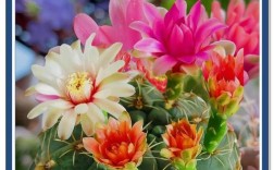 哪些仙人球最容易开花？