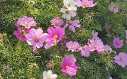 粉色山茶花具体是哪个品种？