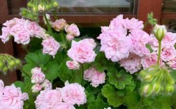 老品种天竺葵有哪些经典品种？