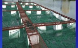 东北水蛭网箱养殖技术有哪些要点？