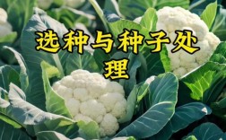 夏季花菜怎么种？视频技术要点有哪些？