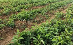 改良白术种植技术要点有哪些？