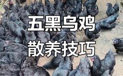 黒鸡品种有哪些？附图片解析。