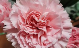 康乃馨品种和图片大全