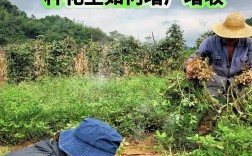 花生种植管理技术视频有哪些要点？