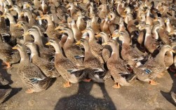 哪种鸭子养殖利润最高？