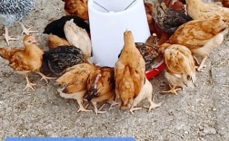 农村土鸡育雏养殖技术要点有哪些？