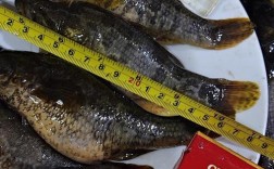 哈尔滨老头鱼养殖技术有哪些关键要点？