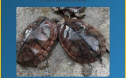 2025金钱龟种龟价格会涨还是跌？