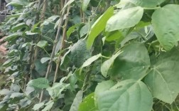 老品种菜瓜咋种才高产？