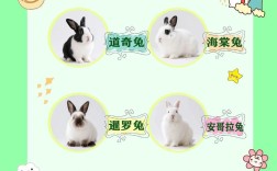 中国常见养殖兔子品种有哪些？