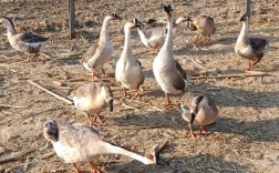 东北大鹅养殖技术视频，新手能学会吗？