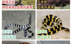 2025年野生五步蛇价格会涨跌吗？