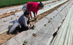 西瓜种植技术视频怎么学？