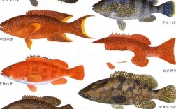 浙江石斑鱼品种有哪些？