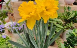 水仙花最好看的品种