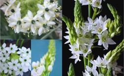 虎眼万年青有哪些常见品种？