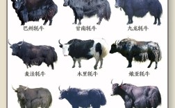牛的品种有哪些？图片大全集怎么查？