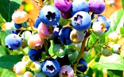 北方哪种蓝莓品种更好吃？