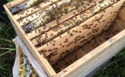 中蜂品种图片价格差异大？