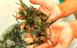 青虾养殖技术视频，关键要点有哪些？