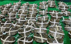 大闸蟹养殖技术哪里最好？