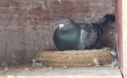 什么品种鸽子下蛋最多？