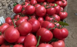 西红柿什么品种挂果最多？