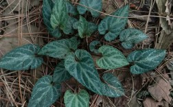 野地药材都有什么品种