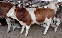 东北适合养啥牛品种？