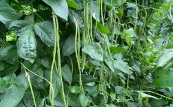 长豆角哪些品种高产又优质？