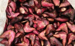 2025年花生价格会涨还是跌？