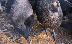 黑宝是啥品种的小鸡