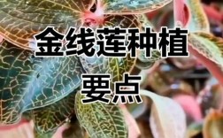 全线连种植的技术方法