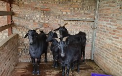 黑色山羊哪个品种最大