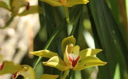 云南名贵兰花品种有哪些？