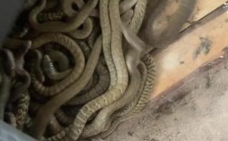 水律蛇养殖技术视频，关键步骤有哪些？