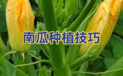 南瓜种植管理技术视频