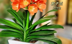 君子兰小品种有哪些？