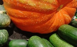 哪种南瓜最大又最好吃？